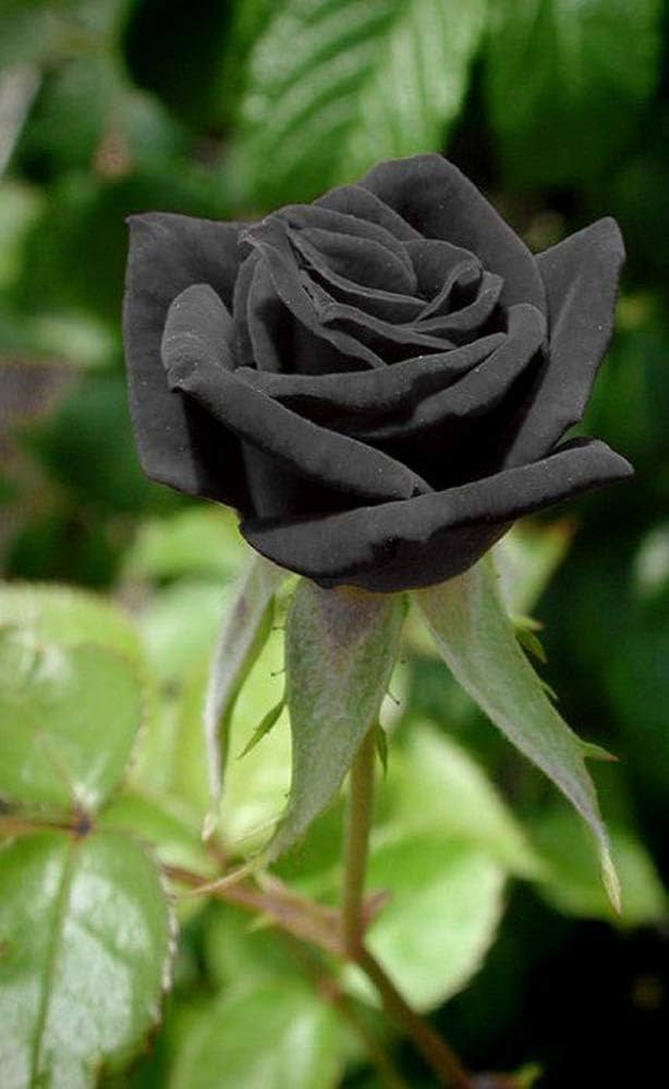 Black Spring Ball Flower (species variant) seeds for planting in garden yards