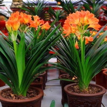 Orange Clivia Seeds (Clivia miniata) for growers filling out the Tropical Garden