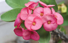 Light Pink Euphorbia milii for easy bonsai and home garden planting