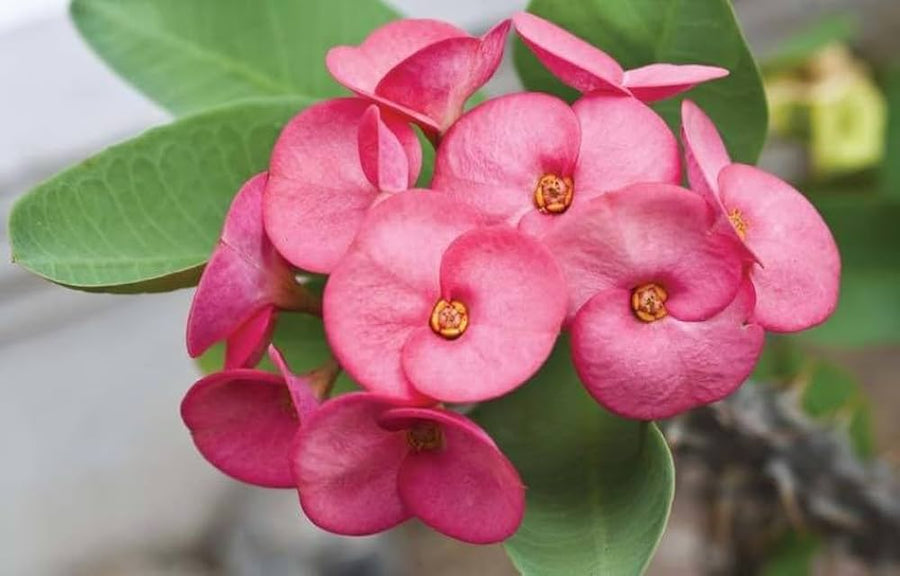 Light Pink Euphorbia milii for easy bonsai and home garden planting