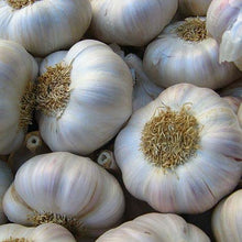 Bella Italian Garlic Seeds (Allium sativum) for a fresh homegrown crop from the home herb and vegetable gardens