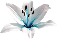 Blue Heart Lily Seeds for long-term planting in the yard