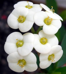 Euphorbia Seeds known for white Gardening