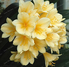 Clivia Seeds for growers seeking a long-blooming display