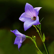 Violet Balloon Seeds (Platycodon grandiflorus) for seasonal color across the Home Urban Garden