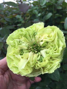 Rare Rose Army Green Seeds for colorful blooms in the home garden balcony