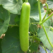 Bottle Gourd Seeds (Lagenaria siceraria) for a reliable harvest in the Vegetable Patch