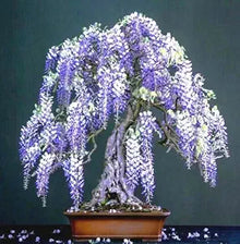 Wisteria Seeds for a lasting addition to the landscape