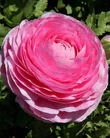 Buttercup Ranunculus Asiaticus Persian Seeds known for cut Flower Ornamental Displays