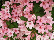 Weigela Florida Bush Seeds for a colorful addition to any planting