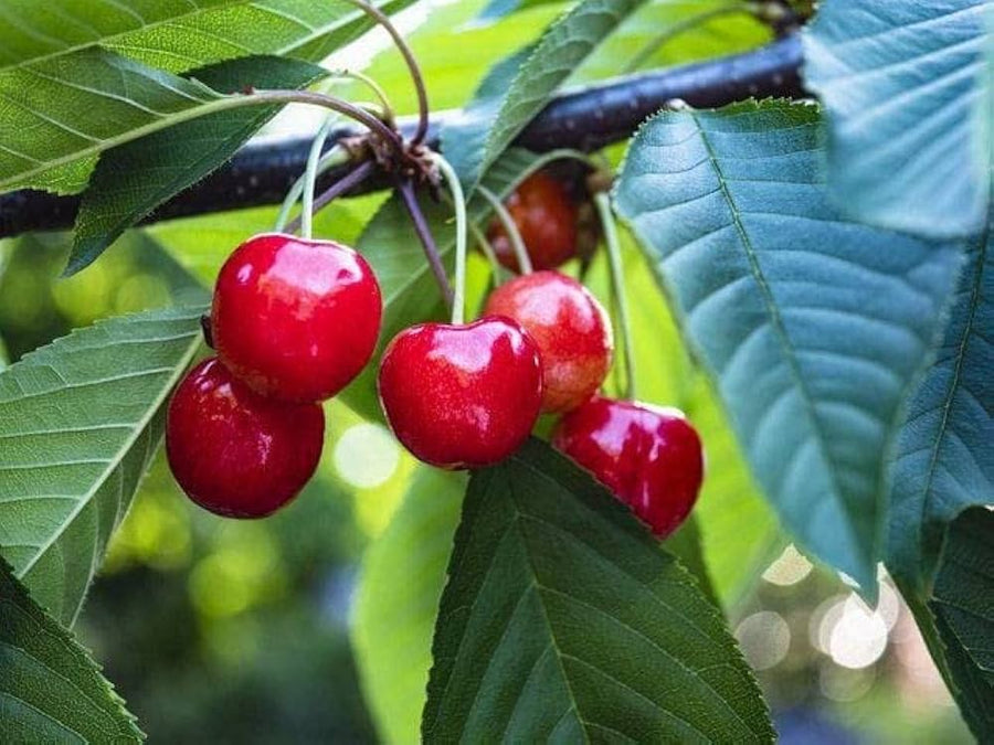 Cherry Fruit Seeds for Delicious, Home-Grown Cherries
