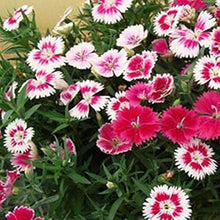 Dianthus Barbatus Seeds for colorful blooms in the Colorful Border Plants