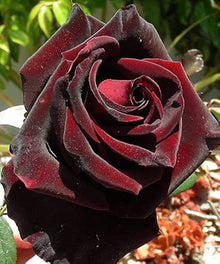 Rose Rosa Hybrida Black Seeds for a lasting display in the Decorative Home Backyard Borders