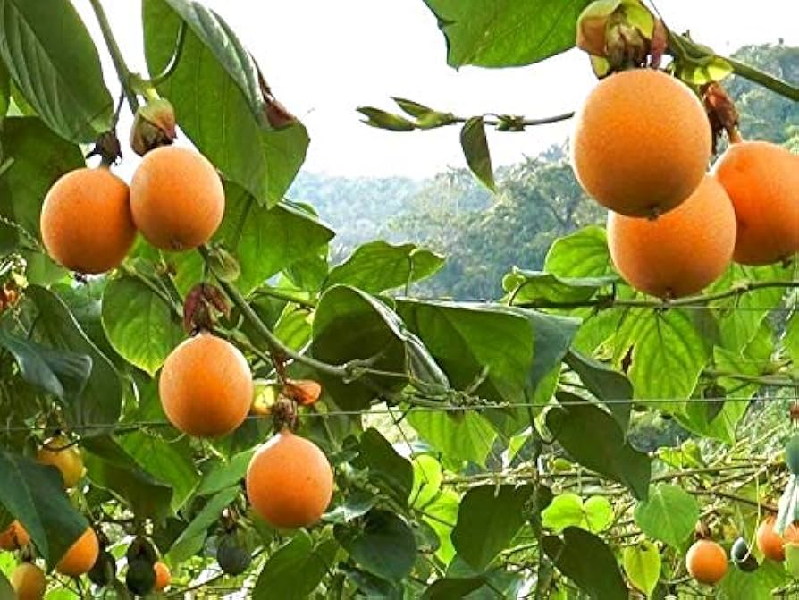 Passion Fruit – Passiflora ligularis – for urban garden planting