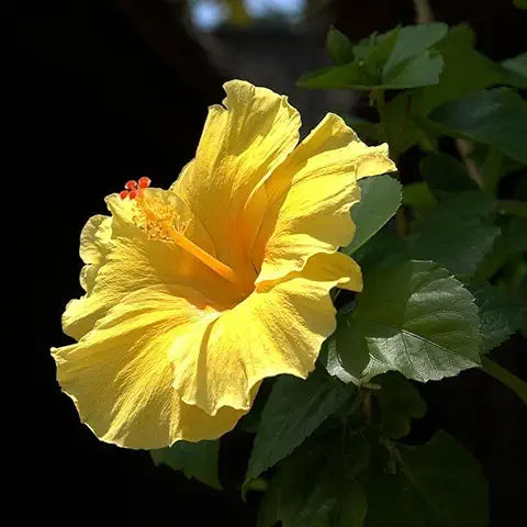 Hibiscus Flower Black Easy Grow Plant - for planting in home garden