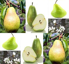 Bartlett Pear Seeds (Pyrus communis) grown for home orchards or fruit tree cultivation