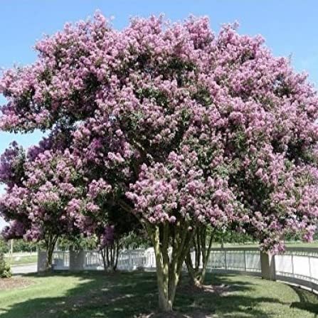 Muskogee Crape Myrtle (Lagerstroemia fauriei) seeds for bonsai