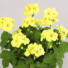 Ringo 2000 deep rose geranium Pelargonium × hortorum flower seeds for planting in home gardens - for planting in home garden