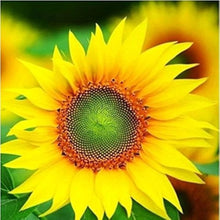Light Green Red Sun Sunflower (Helianthus annuus) for bonsai and flower garden