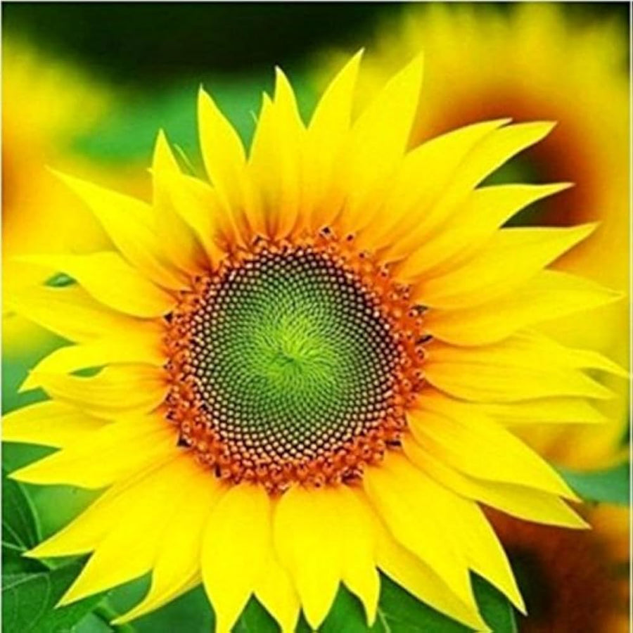 Light Green Red Sun Sunflower (Helianthus annuus) for bonsai and flower garden
