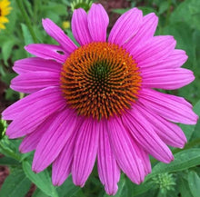 Indian Coneflower Seeds for a bright addition to the Garden Planting