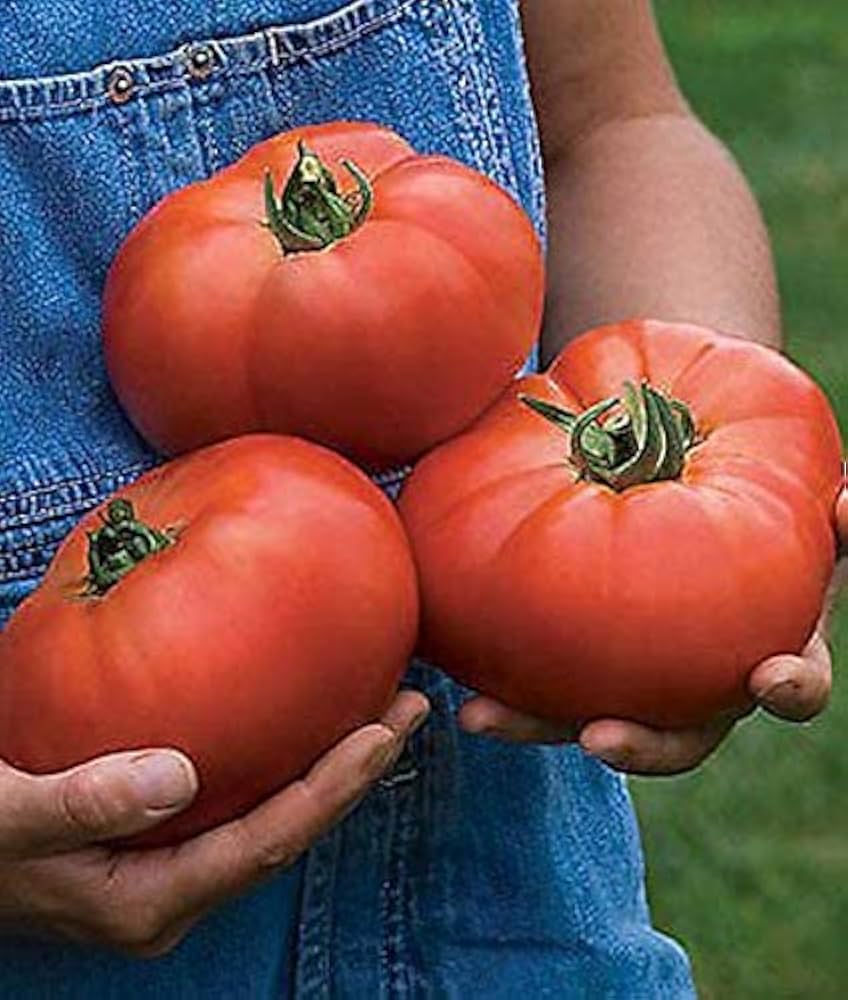 Tomato Garden for planting in home garden.