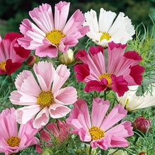 Cosmos Shells Seeds for a colorful addition to any planting