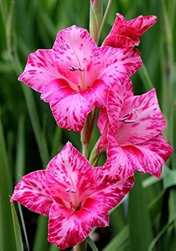 Yellow and purple gladiolus flower seeds