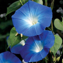 Morning Glory Seeds for a bright addition to the Vibrant Garden Blooms