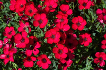 Flax Red Organic Seeds for reliable seasonal color