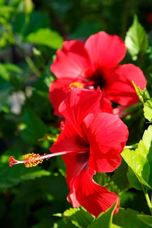 Hibiscus Seeds for growers filling out the Hibiscus Rosa- flower bed patio pot