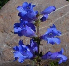 Penstemon Heterophyllus Blue Seeds grown for striking Blue Flowers