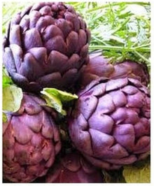 Artichoke Cynara Scolymus Purple Seeds prized among growers for edible Home Gardening