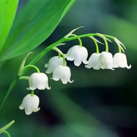 Lily of the Valley Red Easy Grow Plant - for planting in home garden