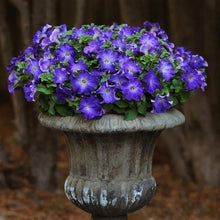 Petunia Seeds for seasonal color across the White Garden