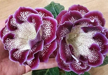 Gloxinia Sinningia Speciosa Seeds for gardeners building out beds and borders