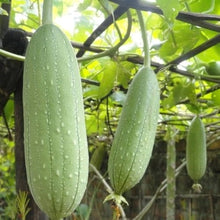 Loofah Sponge Pumpkin Seeds for growers stocking the Backyard Garden