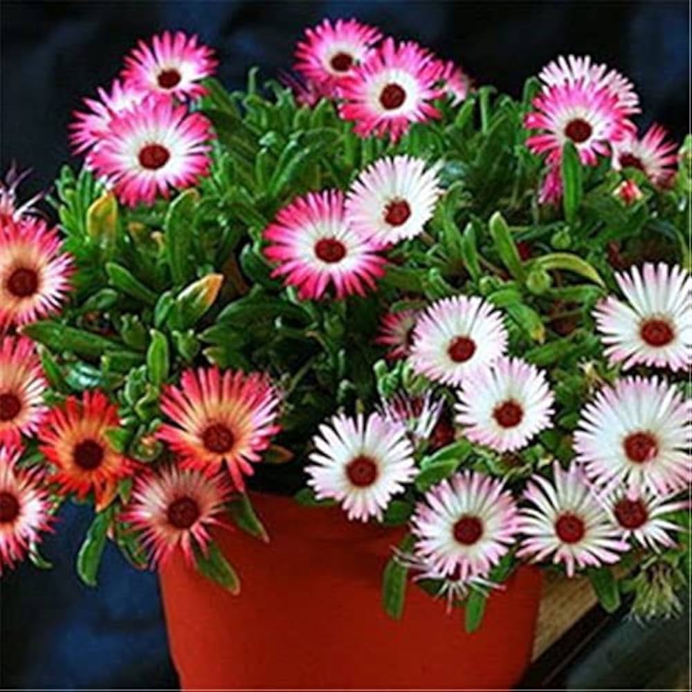 Livingstone Daisy Seeds for a bright addition to the Container Planting