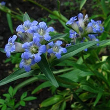 Gentian Seeds (Gentiana spp.) for a lasting display in the Flower Bed & Garden