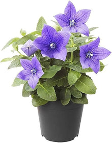 Blue Platycodon Double Balloon Seeds known for unique Puffy Flowers