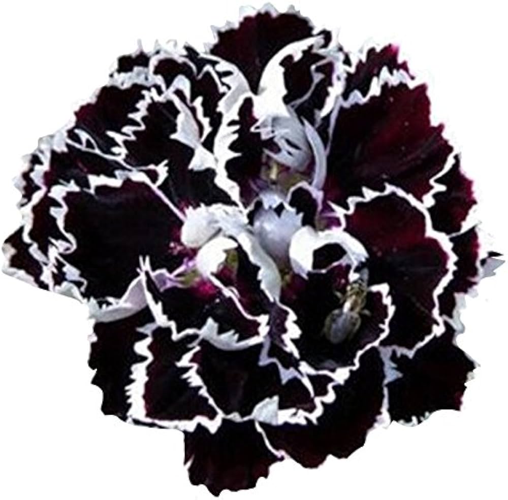 Black Carnation Dianthus caryophyllus flower seeds for indoor pots - for planting in home garden