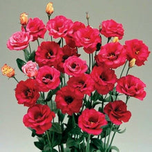 Lisianthus Eustoma Grandiflorum Red Seeds valued for backyard Floral Displays