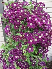 Clematis Mixed Seeds for long-term planting in the yard