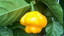 Chile Pepper Seeds (Capsicum chinense) for a reliable harvest in the MRM x 7 Pot Brown in Backyard Garden