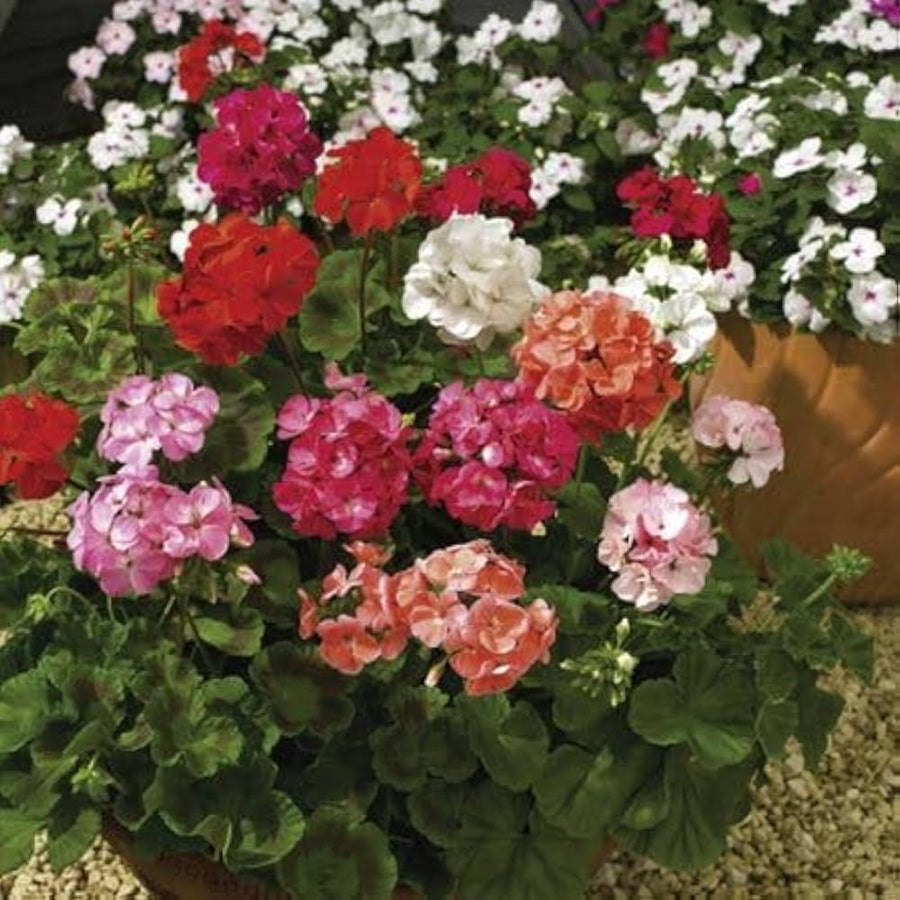 Maverick star geranium Pelargonium × hortorum flower seeds for planting in home gardens - for planting in home garden