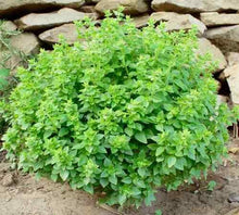 Grenn Basil Plants for a fragrant addition to the herb patch