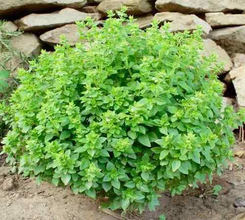 Grenn Basil Plants for a fragrant addition to the herb patch