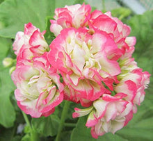 Geranium Blue Seeds for growers filling out the Beautiful Gardens (50 pcs