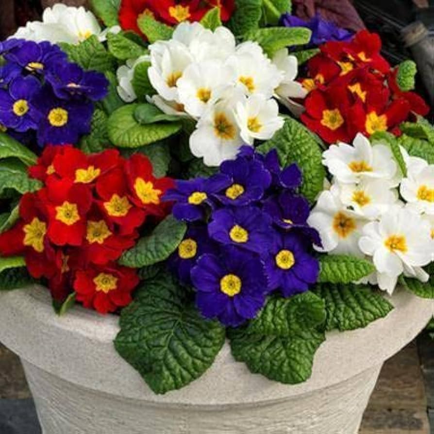 Primrose Primula Vulgaris Mini Flower Seeds for Planting – Perennial Indoor Bonsai Suitable for Small Spaces