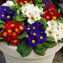 Primrose Primula Vulgaris Mini Flower Seeds for Planting – Perennial Indoor Bonsai Suitable for Small Spaces